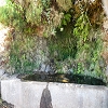 Plants: image 111 Of 208 Thumb